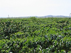 CairnsTC101 Jaques Coffee